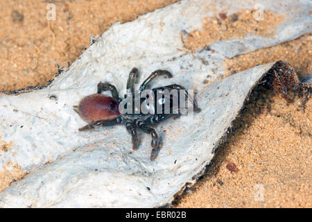 Sac à main-Spider web (Atypus affinis), sur son site web, Allemagne Banque D'Images