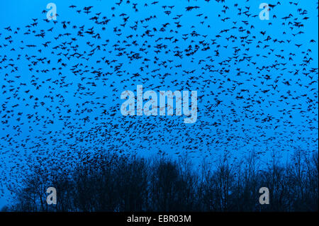 Étourneau sansonnet (Sturnus vulgaris), l'étourneau au ciel du soir, l'ALLEMAGNE, Basse-Saxe, Brême, Münster Oldenburger Banque D'Images