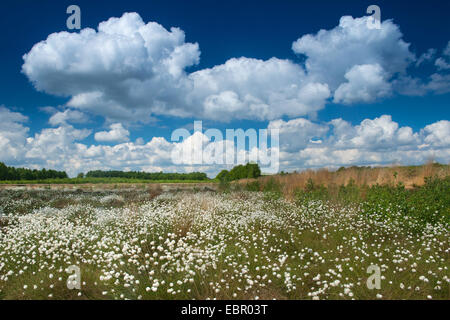 Linaigrette de tussock, hare's tail-linaigrettes (Eriophorum vaginatum), la linaigrette de fructification au Goldenstedt highmoor, ALLEMAGNE, Basse-Saxe Oldenburger, Goldenstedter Muensterland Banque D'Images