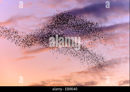 Étourneau sansonnet (Sturnus vulgaris), l'étourneau au ciel du soir, l'ALLEMAGNE, Basse-Saxe Banque D'Images