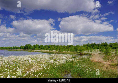 Linaigrette de tussock, hare's tail-linaigrettes (Eriophorum vaginatum), la linaigrette de fructification au Goldenstedt highmoor, ALLEMAGNE, Basse-Saxe Oldenburger, Goldenstedter Muensterland Banque D'Images