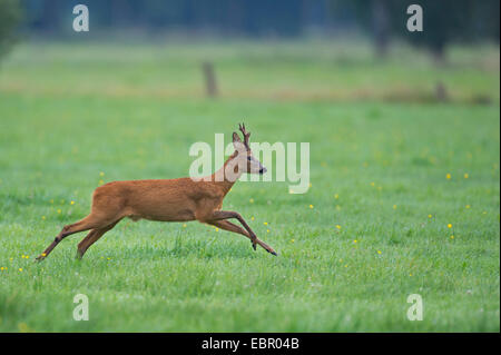 Le chevreuil (Capreolus capreolus), buck fuyant sur une prairie en hiver, l'ALLEMAGNE, Basse-Saxe Banque D'Images