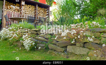 Orpin blanc (Sedum album), rock garden lit dans un jardin avec une pile de grumes, Allemagne Banque D'Images