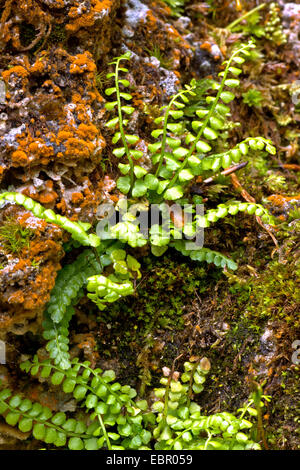 Asplenium viride spleenwort (vert), sur un rocher, l'Allemagne, la Bavière Banque D'Images