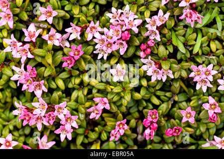 Alpine azalea, l'azalée (Loiseleuria procumbens), la floraison, l'Autriche, Roma, le Parc National de Nockberge Banque D'Images
