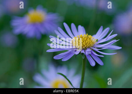 Aster, Aster alpin boréale (Aster alpinus), blooming, Suisse Banque D'Images