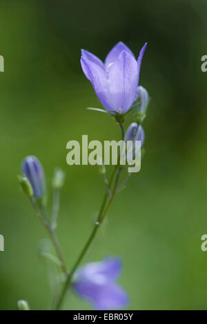 Scheuchzer campanule (Campanula scheuchzeri's), la floraison, Allemagne Banque D'Images