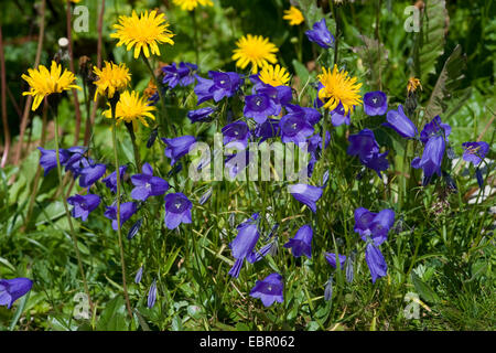 Scheuchzer campanule (Campanula scheuchzeri's), la floraison, Allemagne Banque D'Images