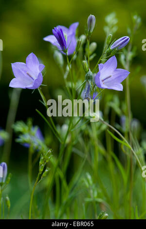 Scheuchzer campanule (Campanula scheuchzeri's), la floraison, Allemagne Banque D'Images