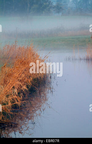 Morning Mist sur bord du lac en hiver, Allemagne, Rhénanie du Nord-Westphalie Banque D'Images