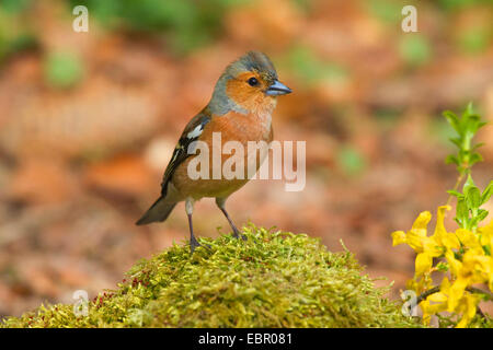 Chaffinch (Fringilla coelebs), homme, Allemagne, Rhénanie du Nord-Westphalie Banque D'Images