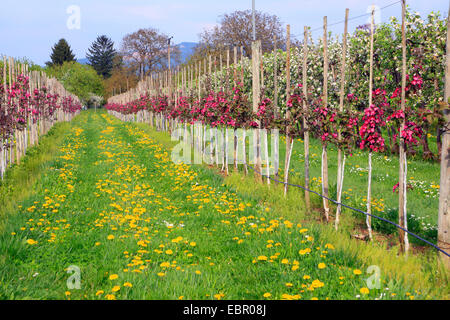 Pommier (Malus domestica), des rangées de pommiers en fleurs rouges, Allemagne Banque D'Images