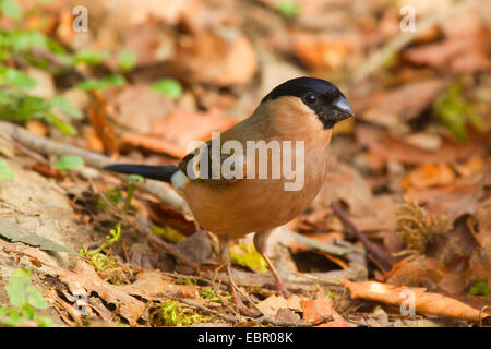 Colvert, Canard colvert, le nord du bouvreuil (Pyrrhula pyrrhula), femme en avril, en Allemagne, en Rhénanie du Nord-Westphalie Banque D'Images