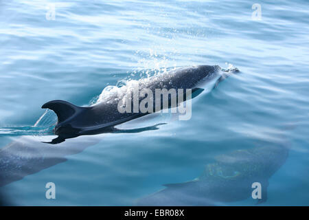 Dauphins libres à la mer du Pacifique, au Mexique, Oaxaca Banque D'Images