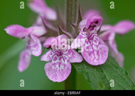 Marsh woundwort, betony marais, marécage, marais d'ortie-spéculatifs hedge-ortie (Stachys palustris), verticille de fleurs, Allemagne Banque D'Images