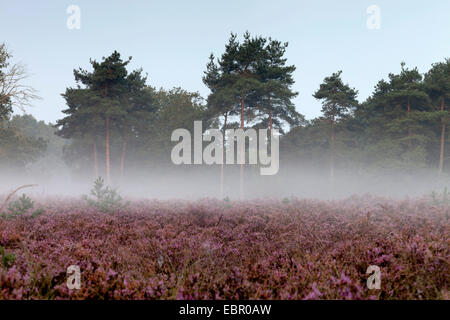 Bruyère commune, callune, bruyère (Calluna vulgaris), bloooming heath dans morning mist avec forêt de pins, Pays-Bas, de parc national De Meinweg Banque D'Images