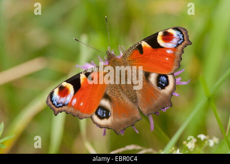 Peacock moth, Peacock (Inachis io, Nymphalis io), assis sur un oranger, Allemagne, Rhénanie du Nord-Westphalie Banque D'Images