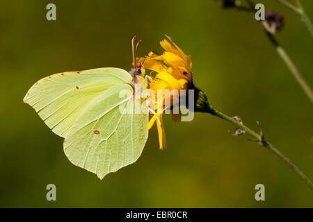 De souffre (Gonepteryx rhamni), suçant à nectar, Germany, composite Banque D'Images