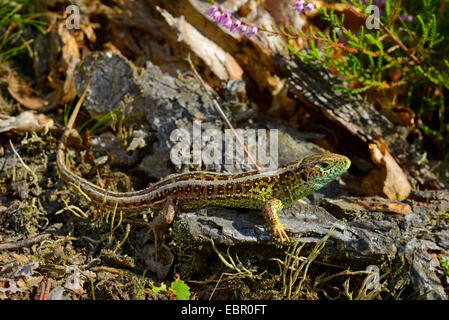 Sand lizard (Lacerta agilis), l'homme est assis sur une pierre de soleil, Suède, Pays-Bas Banque D'Images