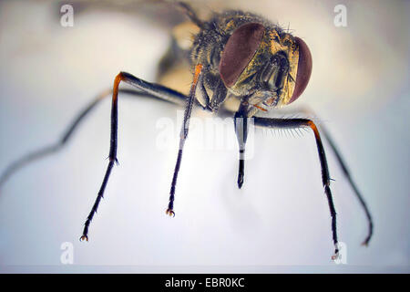 Vol stable, Dog fly, mordre mouche domestique (Stomoxys calcitrans), Portrait avec proboscis, Allemagne Banque D'Images