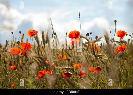 Pavot coquelicot, Commun, Rouge Coquelicot (Papaver rhoeas), coquelicot dans un champ de seigle, de l'Allemagne, Thuringe, Rhoen, Hohe Geba Banque D'Images