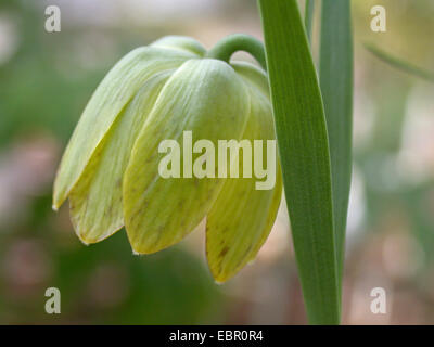 Fritillary (Fritillaria crassifolia), fleur Banque D'Images