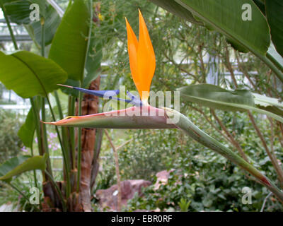 Crane fleur, fleur, oiseau de paradis (Strelitzia reginae piesang geel), fleur Banque D'Images