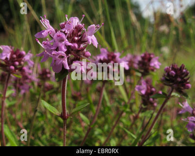 Grand, grand thym serpolet, mère de thym, lemmon le thym (Thymus pulegioides), la floraison, l'Allemagne, Rhénanie du Nord-Westphalie Banque D'Images