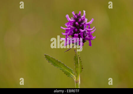 Betony, bétoine (Betonica officinalis, Stachys officinalis), l'inflorescence, Germany Banque D'Images