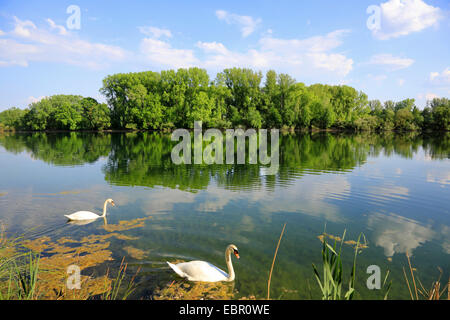 Mute swan (Cygnus olor), deux cygnes sur l'ancien bras du rhin au printemps, l'Allemagne, Bade-Wurtemberg Banque D'Images