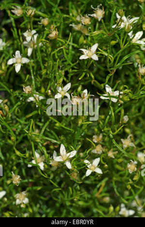 Sabline Moehringia muscosa (moussus), blooming, Allemagne Banque D'Images