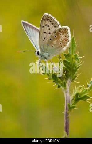 Chalk-hill blue (Polyommatus corydon, Meleageria corydon), assis sur un chardon, Allemagne, Thuringe Banque D'Images