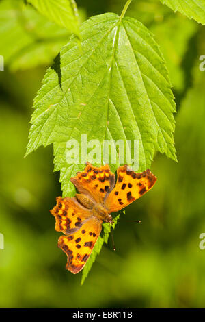 Virgule (Polygonia c-album, Virgule c-album, Nymphalis c-album), assis sur une feuille, l'Allemagne, la Bavière Banque D'Images