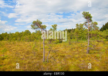 Pin sylvestre, le pin sylvestre (Pinus sylvestris), Schwarzes Moor bog et scotch pines, Allemagne, Thuringe, Rhoen Banque D'Images