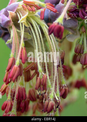 Ashleaf maple, fort ancien (Acer negundo), les fleurs mâles Banque D'Images