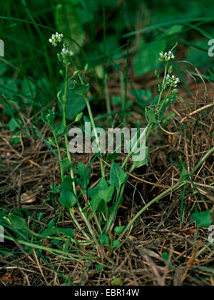 Le scorbut danois-grass (Cochlearia danica), blooming, Allemagne Banque D'Images