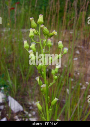 Horseweed vergerette du Canada, (Conyza canadensis, Erigeron canadensis), la floraison, Allemagne Banque D'Images