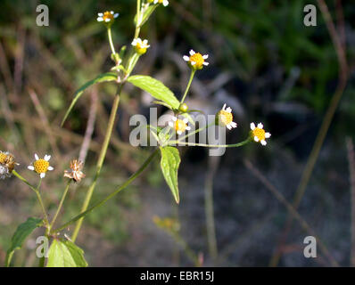 Petite fleur-galingsoga galinsoga, lisse, petit-quickweed Galinsoga parviflora (fleurs), la floraison, Allemagne