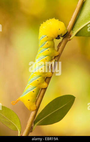 Sphynx tête de mort (Acherontia atropos), Caterpillar à une tige, l'Allemagne, Rhénanie-Palatinat Banque D'Images