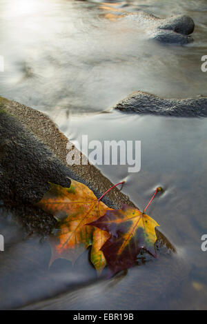 Érable de Norvège (Acer platanoides), deux feuilles d'automne sur une pierre dans la rivière, l'Allemagne, Rhénanie-Palatinat Banque D'Images