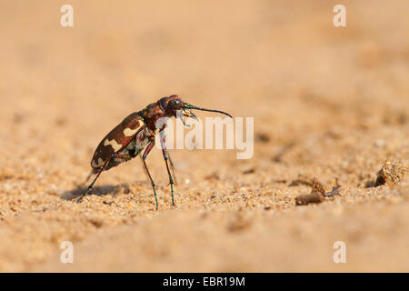 Tiger beetle dune (Cicindela hybrida), sur du sable, de l'Allemagne, Rhénanie-Palatinat, NSG Mainzer Sand Banque D'Images