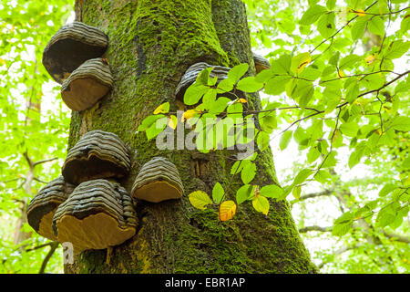 Hoof champignon, Amadou Fomes fomentarius (support), à l'arbre moussu snag, Allemagne, Rhénanie-Palatinat Banque D'Images