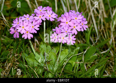 Primevère Laurentienne (Primula farinosa), blooming, Allemagne Banque D'Images