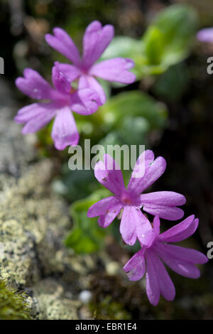 À feuilles entières (primrose Primula integrifolia), fleurs, Suisse Banque D'Images