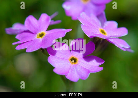 Primevère Laurentienne (Primula farinosa), fleurs, Allemagne Banque D'Images