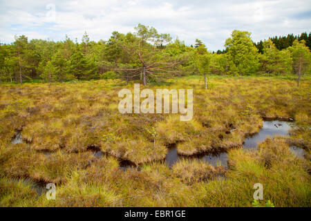 Pin sylvestre, le pin sylvestre (Pinus sylvestris), Schwarzes Moor bog et scotch pines, Allemagne, Thuringe, Rhoen Banque D'Images