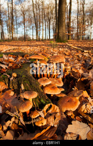 Touffe Hypholoma fasciculare (soufre), sur le bois mort en forêt, Allemagne, Rhénanie-Palatinat Banque D'Images