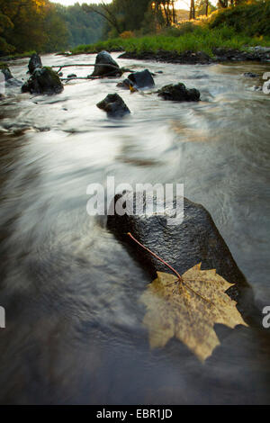 Érable de Norvège (Acer platanoides), feuille d'automne sur la surface de l'eau, de l'Allemagne, Rhénanie-Palatinat, Betzdorf Banque D'Images