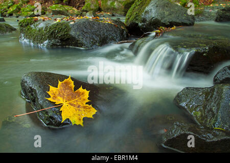 Érable de Norvège (Acer platanoides), feuille d'érable sur la surface de l'Holzbach, Allemagne, Rhénanie-Palatinat, Westerwald Banque D'Images