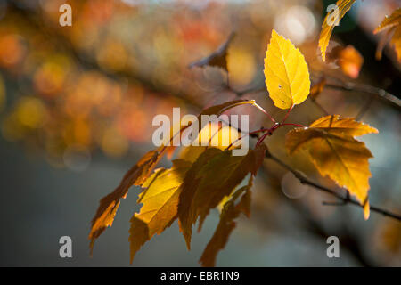 L'érable de l'Amur (Acer ginnala), branche avec les feuilles d'automne Banque D'Images